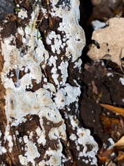 Basidioradulum radula