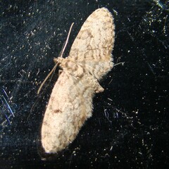 Eupithecia tantillaria
