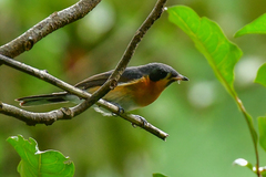 Symposiachrus trivirgatus