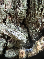 Chaenotheca brachypoda