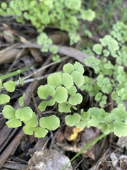 Adiantum chilense