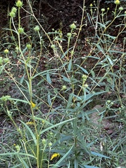 Helianthus angustifolius