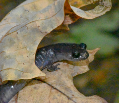 Plethodon montanus