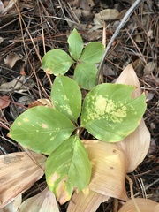 Lysimachia latifolia