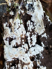 Basidioradulum radula