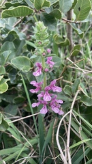 Stachys grandidentata