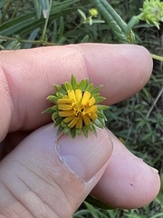 Helianthus angustifolius