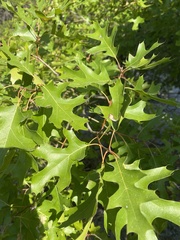 Quercus buckleyi