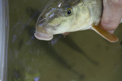 Catostomus commersonii