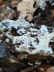 Basidioradulum radula