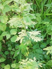 Desmanthus