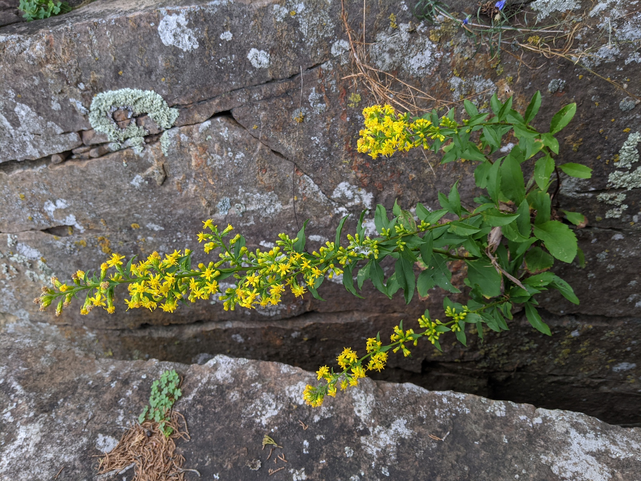 Solidago sciaphila