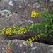 Shadowy Goldenrod - Photo (c) Nate Martineau, some rights reserved (CC BY-NC), uploaded by Nate Martineau