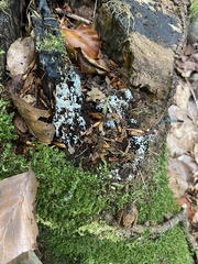 Basidioradulum radula