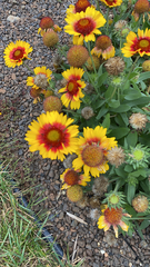 Gaillardia aristata