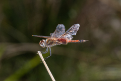 Tramea loewii