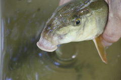Catostomus commersonii
