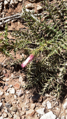 Cirsium arizonicum