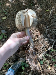 Chlorophyllum olivieri