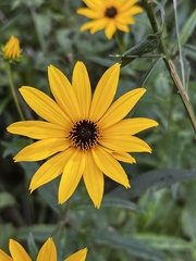 Helianthus angustifolius