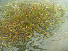 Isoetaceae