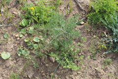 Asparagus burchellii