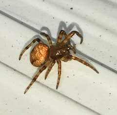 Araneus alsine