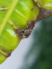 Nannotrigona perilampoides