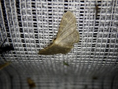 Idaea remissa