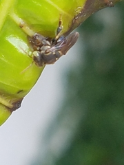 Nannotrigona perilampoides