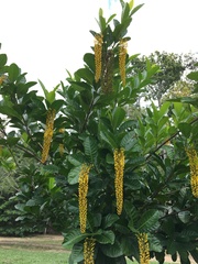 Lophanthera lactescens