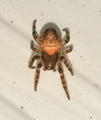 Araneus alsine