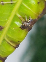 Nannotrigona perilampoides
