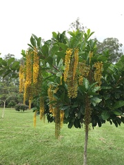 Lophanthera lactescens