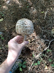Chlorophyllum olivieri
