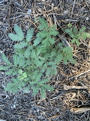 Desmanthus leptolobus