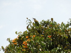 Pteroglossus torquatus