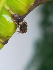 Nannotrigona perilampoides