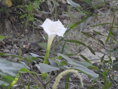 Datura innoxia