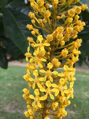 Lophanthera lactescens