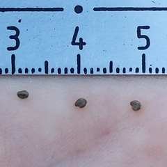 Malacothamnus fasciculatus