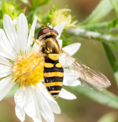 Syrphus rectus