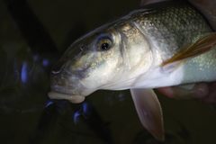 Catostomus commersonii