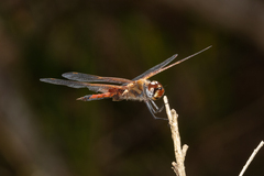Tramea loewii