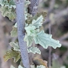 Malacothamnus fasciculatus