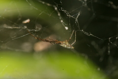 Argyrodes fissifrons