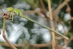 Pseudagrion decorum