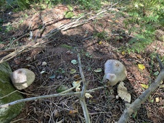 Chlorophyllum olivieri