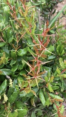 Berberis chilensis