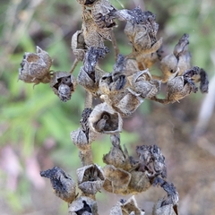 Malacothamnus fasciculatus